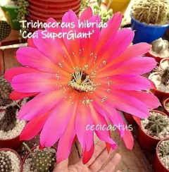 Trichocereus hibrido 'Ceci Supergiant' mac18 YA FLORECE