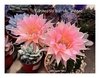 Echinopsis hibrido 'Diegoe' (elegir tamaño)