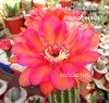 Trichocereus hibrido 'Ygritte' (elegir tamaño) YA FLORECE