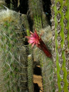 Oreocereus pseudofossulatus (elegir tamaño) - comprar online