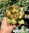 Echeveria 'Morgain' mac12