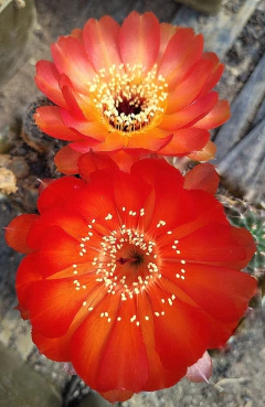 Lobivia kuehnrichii mac9 (LK2) - tienda online