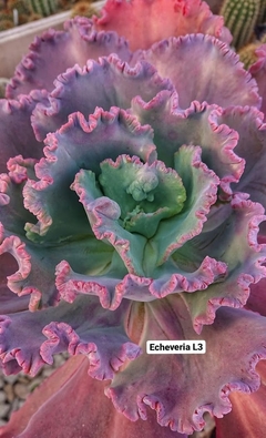 Echeveria hibrida 'L-3' mac10