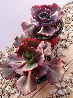 Echeveria hibrida 'L-3' mac10 - cecicactus - cactus y suculentas de colección
