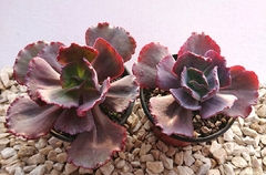 Echeveria hibrida 'L-3' mac10 en internet
