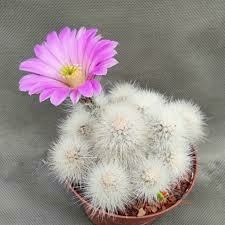 Echinocereus nivosus mac9