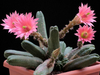 Echinocereus scheeri gentryi mac8