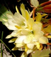 Epiphyllum 'Jennifer Ann' (elegir tamaño)