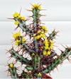 Euphorbia aeruginosa mac9