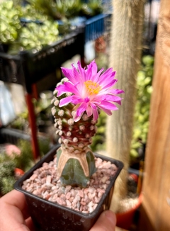 Mammillaria theresae injertada mac9