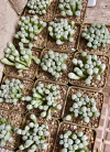 Fenestraria aurantiaca mac8 (cod E12)