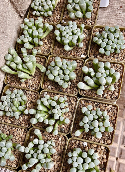 Fenestraria aurantiaca mac9 (cod E12)