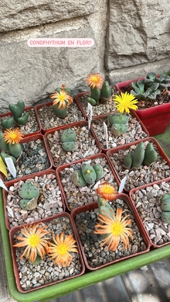 Conophytum frutescens (elegir tamaño) (cod E2) - cecicactus - cactus y suculentas de colección