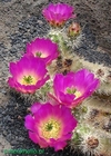 Echinocereus cinerascens (elegir tamaños)