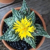 Faucaria tuberculosa mac 10 (cod Ft3)