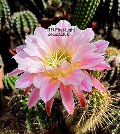 Trichocereus hibrido 'First Light' (elegir tamaño)