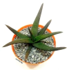 Gasteraloe 'Midnight' mac8