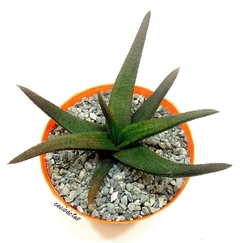 Gasteraloe 'Midnight' mac8