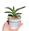 Gasteria rawlinsonii mac10