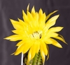 Echinopsis hibrido 'Gelber Papageno' injertado mac9 - comprar online