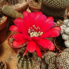 Trichocereus grandiflorus (elegir tamaño) - comprar online