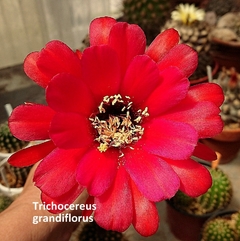 COMBO X 4 CACTUS HIBRIDOS FLORES de COLORES a eleccion - cecicactus - cactus y suculentas de colección