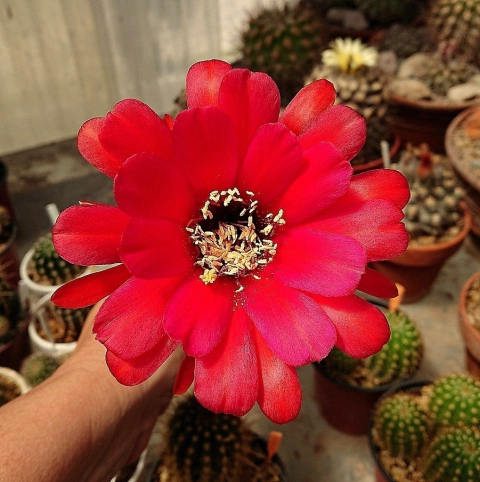 Trichocereus grandiflorus (elegir tamaño)