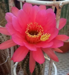 Trichocereus hibrido 'Grasers Pisac' mac8