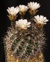 Gymnocalycium schickendantzii mac10 (cod Gy20)