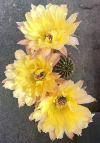 Echinopsis hibrido 'Heracles' (elegir tamaño)