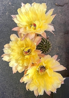 Echinopsis hibrido 'Heracles' (elegir tamaño)