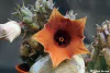 Huernia rosea mac10