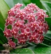 Hoya pubicalyx 'Pink Silver' mac12