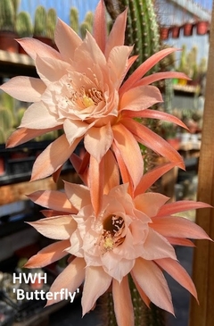 Imagen de COMBO X 4 CACTUS HIBRIDOS FLORES de COLORES a eleccion