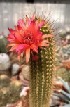Hildewintera hibrida 'Edelstein' mac6