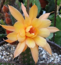 Hildewintera hibrida 'Humke's kranzchen' (elegir tamaño)