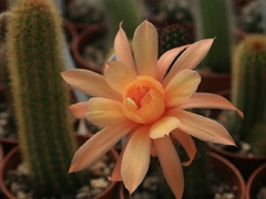 Hildewintera hibrida 'Humke's kranzchen' (elegir tamaño) - comprar online