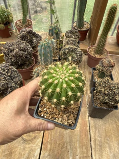 Trichocereus hibrido 'Clara R' injertado (elegir tamaño) - comprar online
