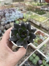 Echeveria affinis mac8