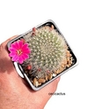 Rebutia senilis var.lilacina mac10 (cod RV9)