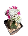 Mammillaria humboldtii caespitosa con hijos injertada mac10 (MH66)