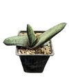 Gasteria baylissiana mac10 (cod G45)