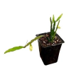 Pfeifera Boliviana mac10