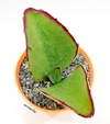 Kalanchoe synsepala (elegir tamaño) - comprar online