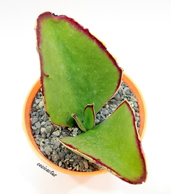 Kalanchoe synsepala (elegir tamaño) - comprar online