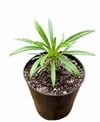 Pachypodium lamerei mac10 (cod PL22)