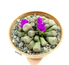 Frithia pulchra mac10