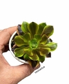 Aeonium 'Super Bang' mac8