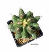 Thelocactus leucacanthus brevispinus mac10