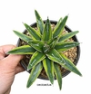 Agave Victoria Regina variegado (elegir tamaño) (cod VR9)